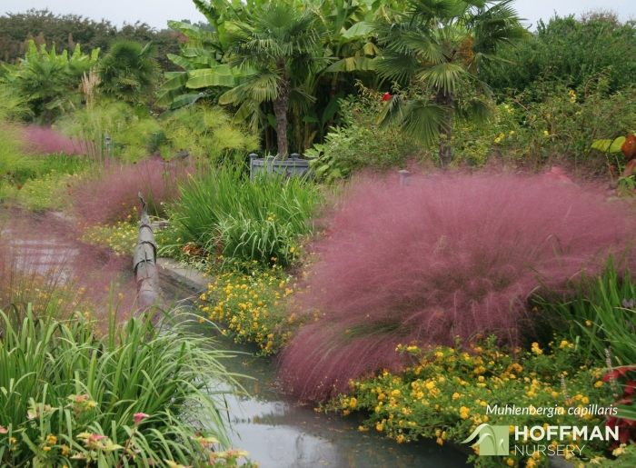 Мюленбергия capillaris