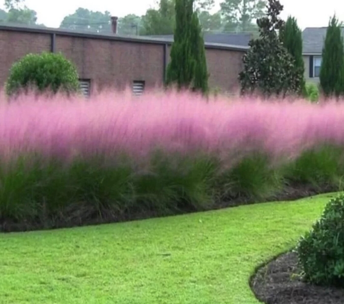 Пампасная трава