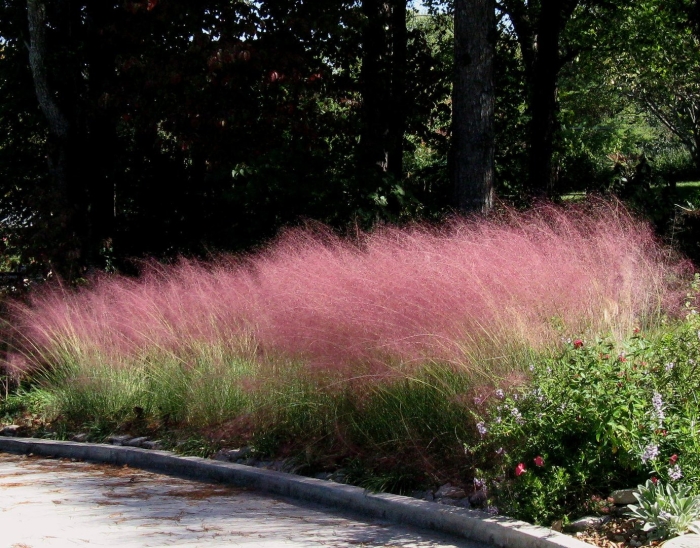 Злак мюленбергия волосовидная