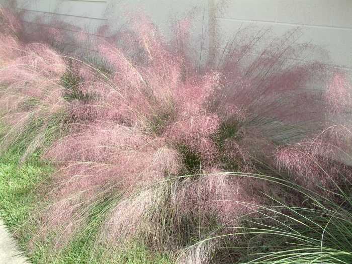 Pennisetum setaceum