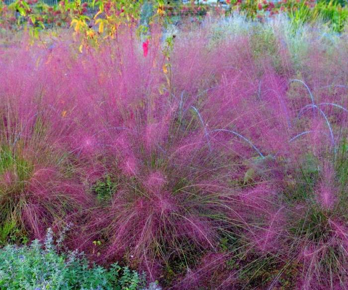 Muhlenbergia capillaris