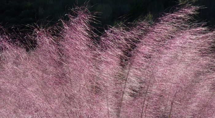 Мюленбергия волосовидная