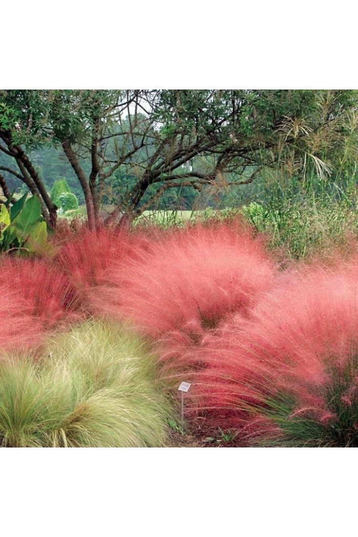 Мюленбергия волосовидная