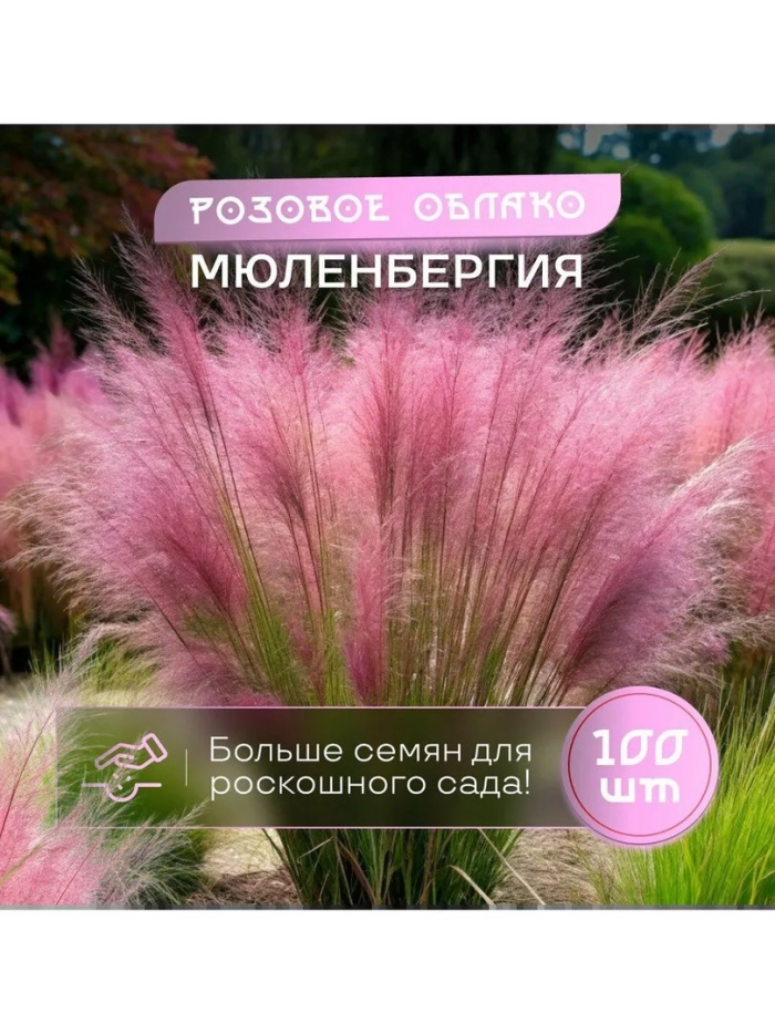 Пампасная трава кортадерия красная