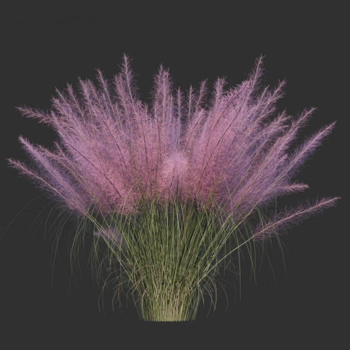 Перистощетинник сизый