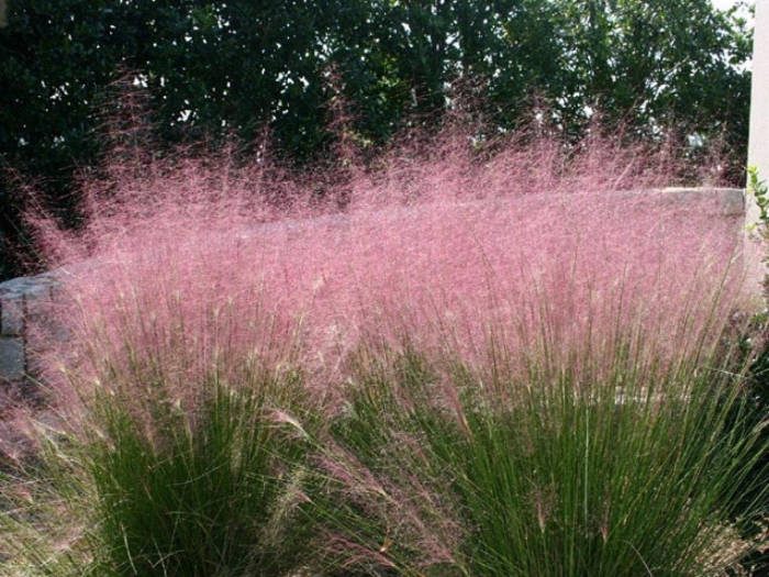 Perennial grass