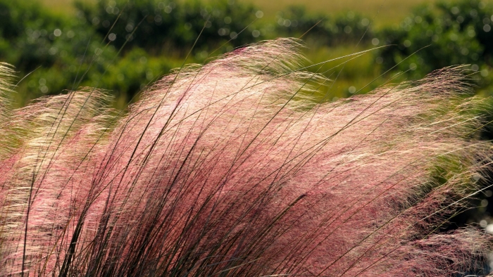 Мюленбергия волосовидная