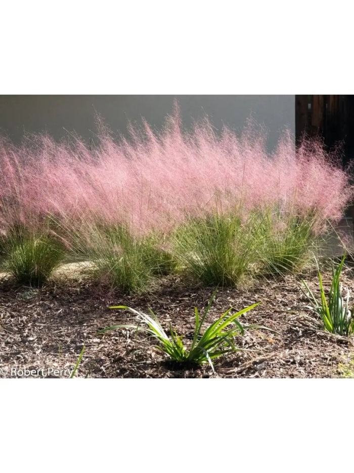 Мюленбергия волосовидная семена