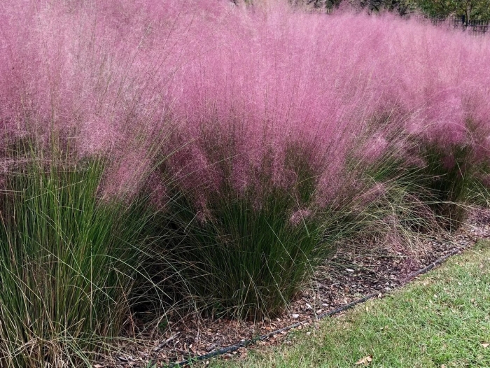 Ornamental grass
