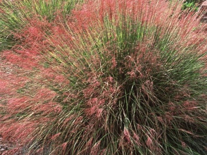 Мискантус китайский gracillimus