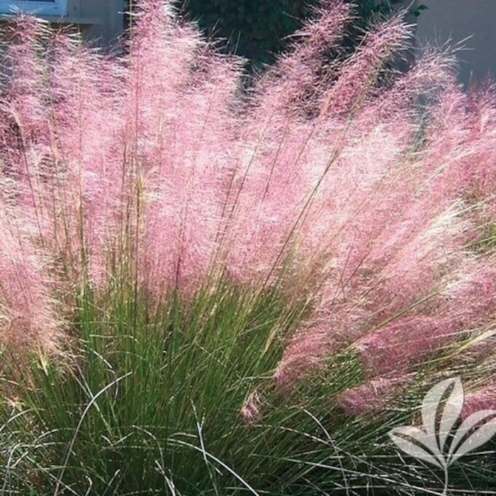 Ornamental grasses