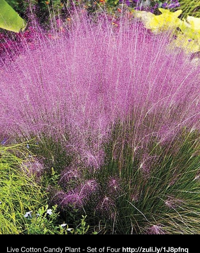 Декоративная трава