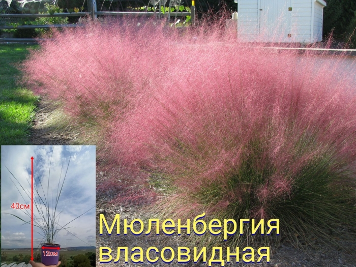 Мюленбергия волосовидная