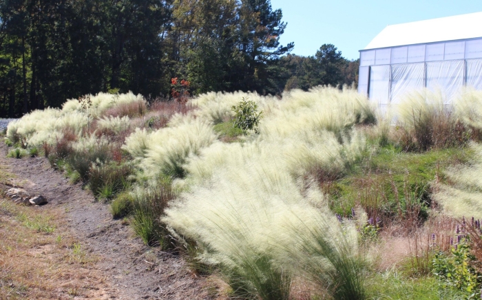 Мюленбергия вайт клоуд