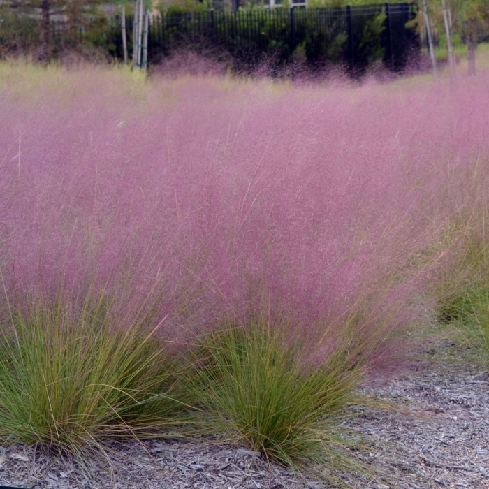 Мюленбергия волосовидная