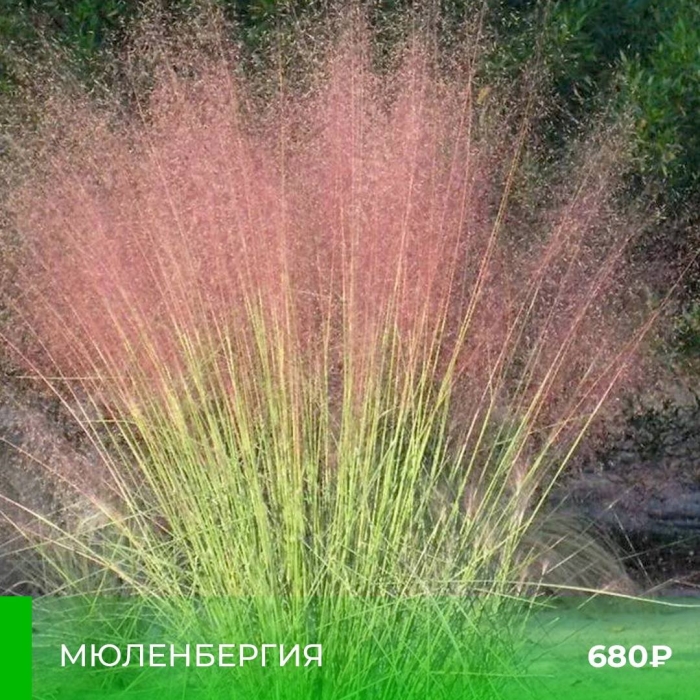 Мюленбергия волосовидная