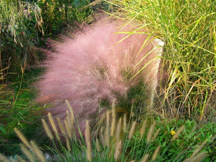 Мюленбергия волосовидная