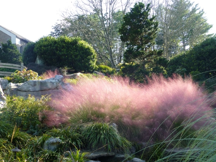 Мюленбергия pink muhly grass.