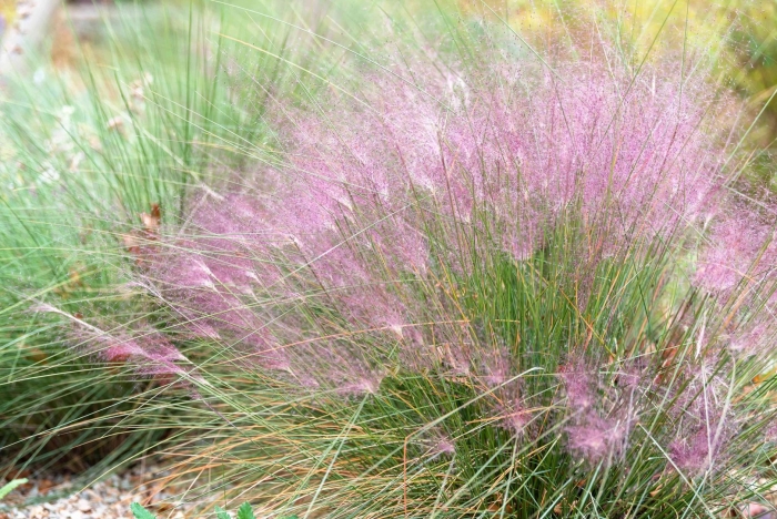 Мюленбергия pink muhly grass.