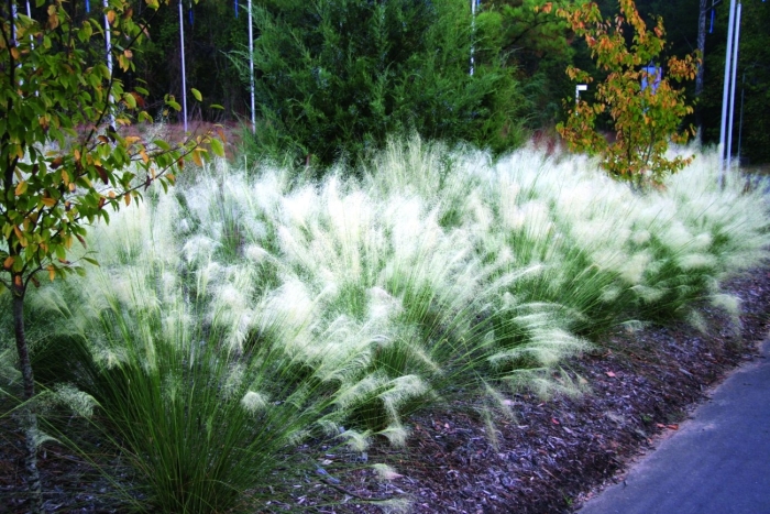 Ковыль stipa tenuissima