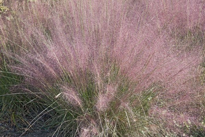 Eragrostis spectabilis