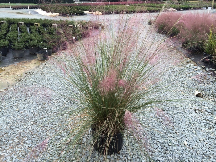 Мюленбергия волосовидная