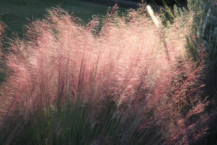 Мюленбергия волосовидная