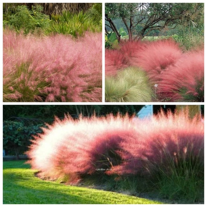 Мюленбергия волосовидная