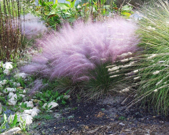 Мюленбергия capillaris