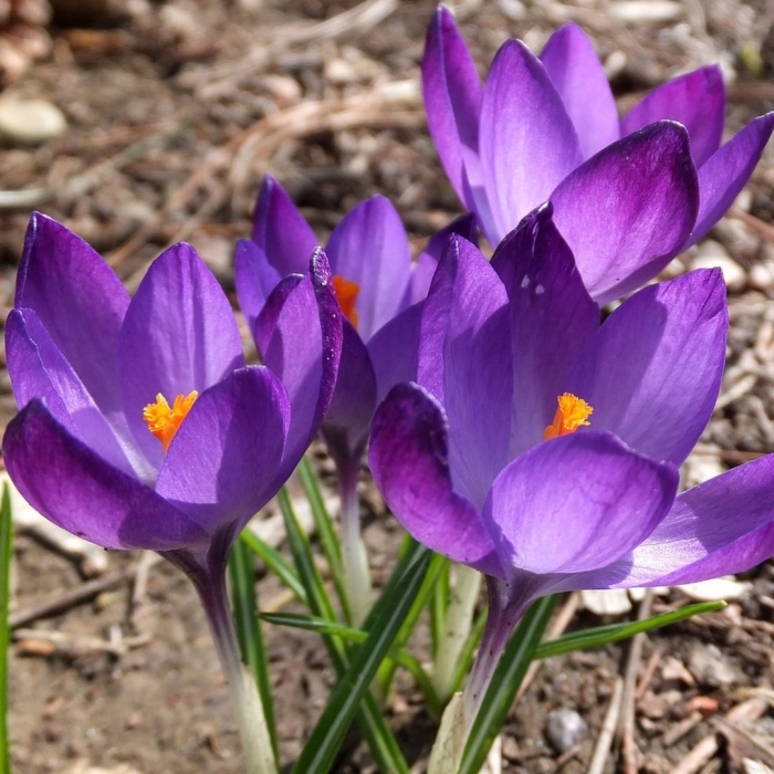 Шафран крокус