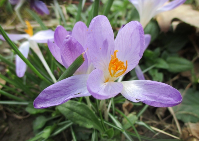 Крокус шафран