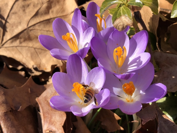 Крокус цветок пыльца