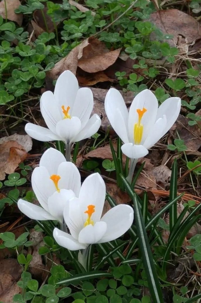 Крокус или шафран