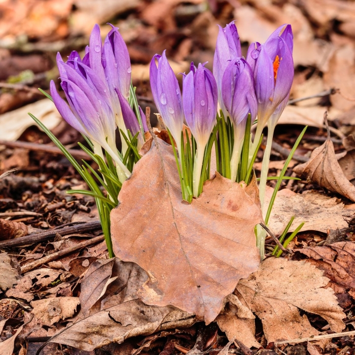 Осенние крокусы
