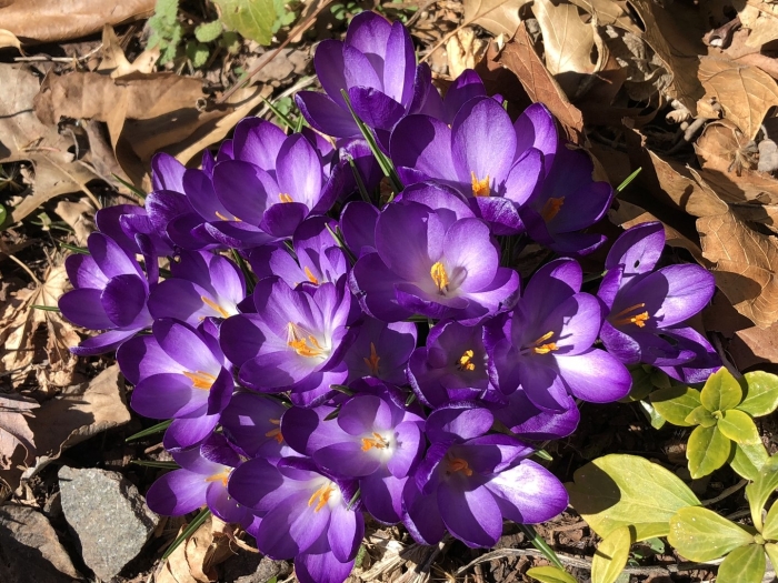 Крокус руби джайнт