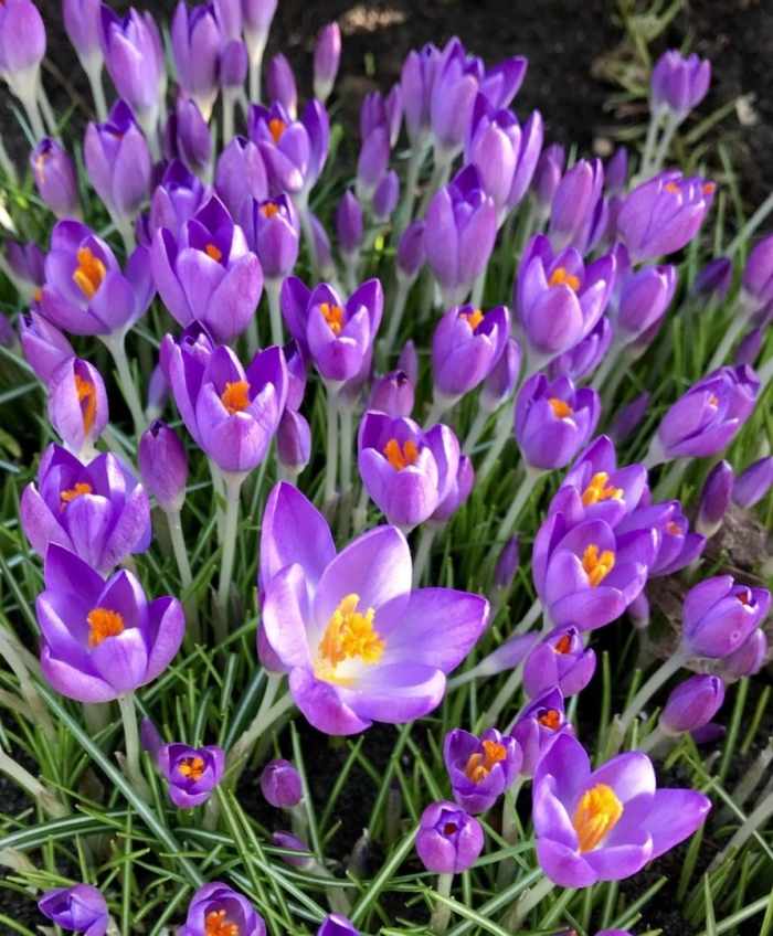Crocus tommasinianus lilac beauty