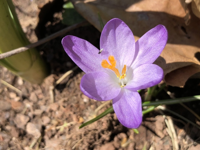 Цветок палласа и крокус