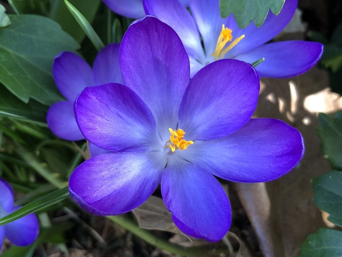 Цветок шафран