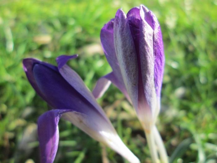 Цветы похожие на крокусы