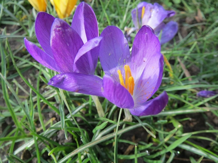 Крокус tommasinianus barr's purple