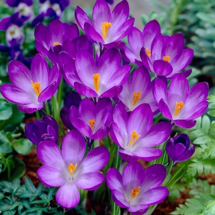 Крокус руби джайнт