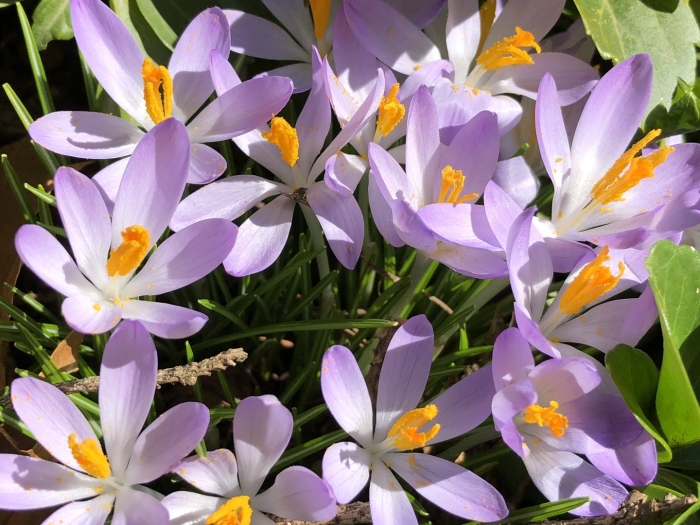 Крокус весенний