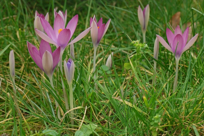 Крокус цваненбург
