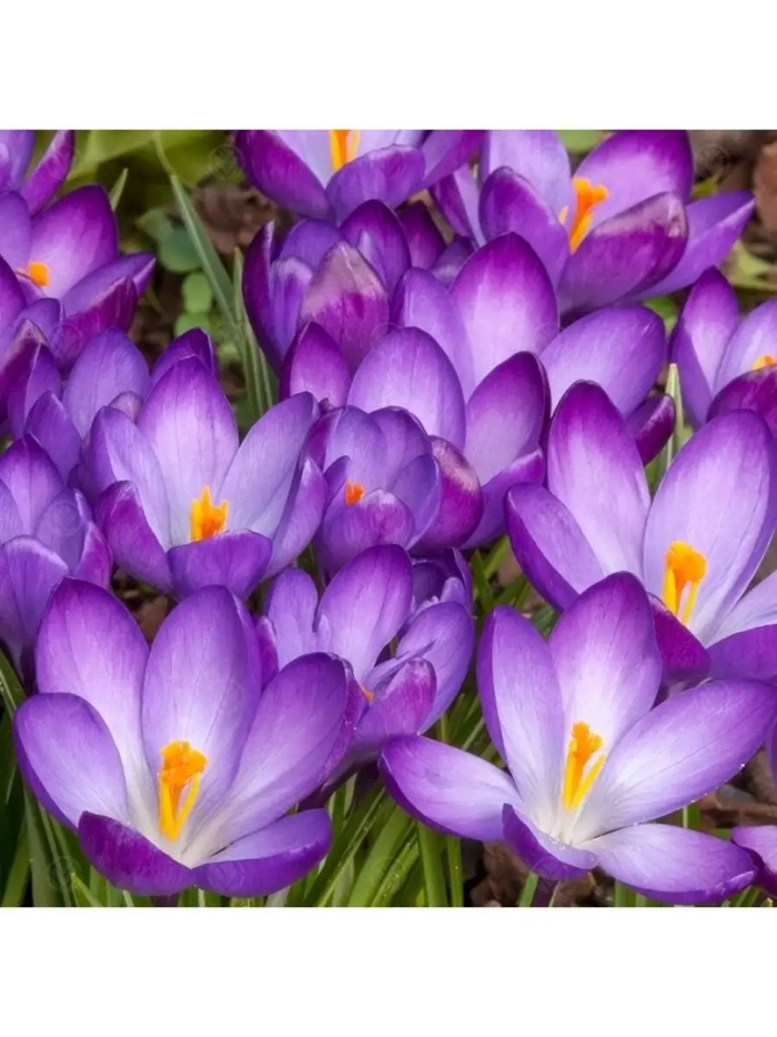 Крокус луковица