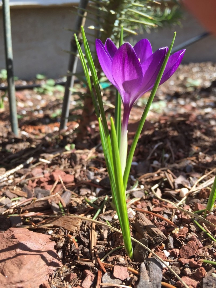 Крокус руби джайнт