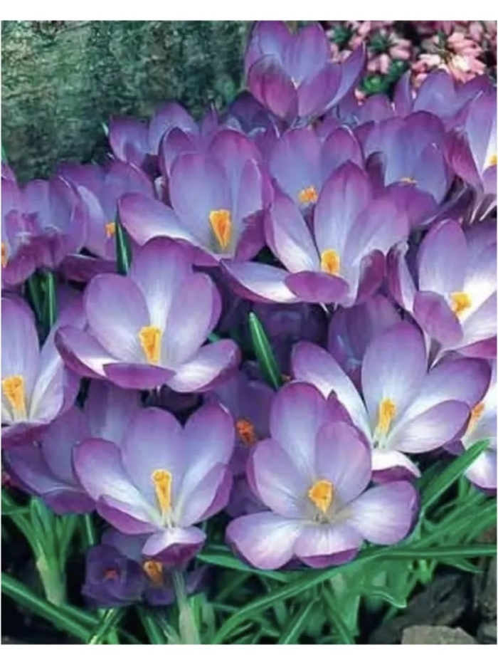 Crocus tommasinianus ruby giant