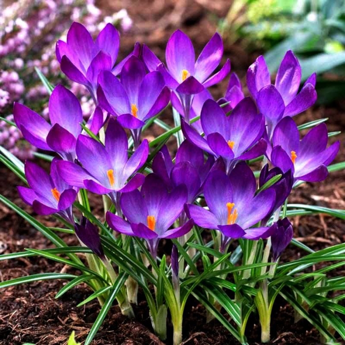 Крокус руби гиант