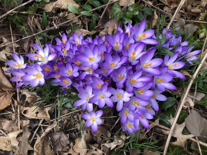 Крокус файрфлай