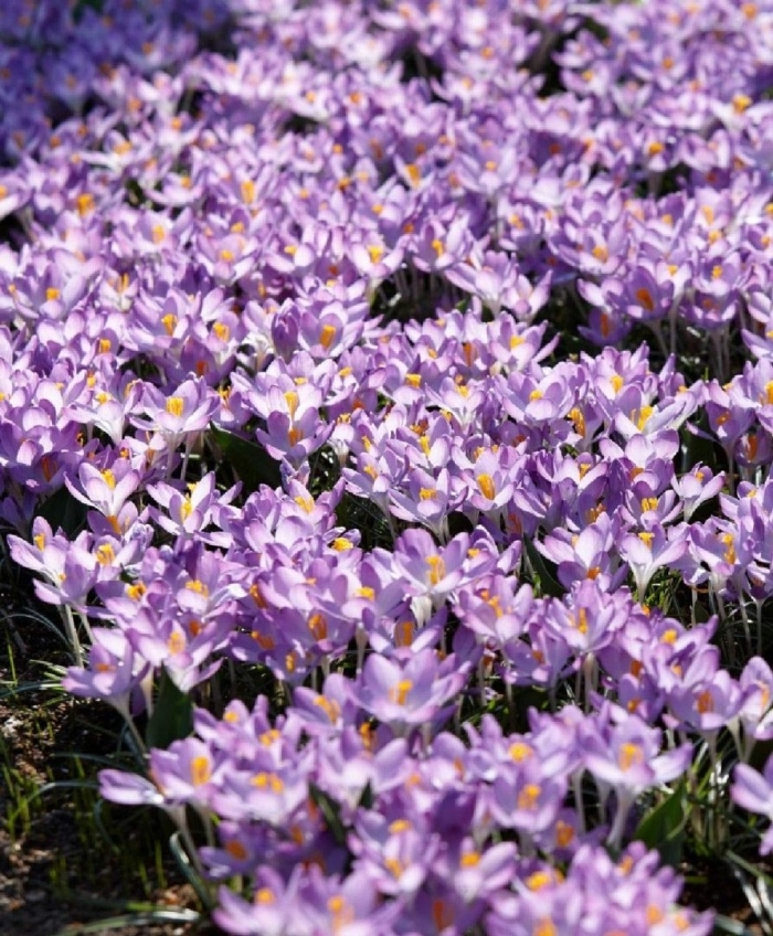 Crocus tommasinianus barr s purple