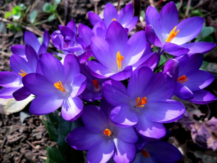 Крокус руби джайнт